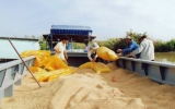 Triển khai việc thu mua tạm trữ 1 triệu tấn lúa gạo
