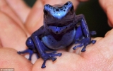 Lần đầu ấp thành công trứng loài ếch xanh hiếm, cực độc