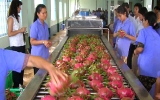 Dragon fruit targets US$1 billion in exports for 2013