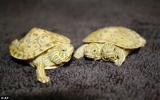 Rùa 2 đầu xuất hiện ở Mỹ
