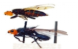 Loài ruồi ăn xác chết tái xuất