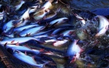 Uncertain US future for Tra fish