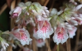 Rare ginger flowers discovered in Khanh Hoa