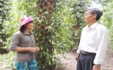 Farmers in Phu Giao helping each other in economic development