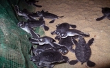 Gần 170 rùa biển quý hiếm nở tại Quy Nhơn