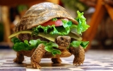 Ngụy trang rùa thành bánh hamburger để qua mặt hải quan