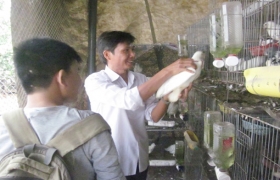 Nuôi bồ câu phát triển kinh tế gia đình