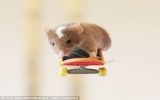 Chuột trượt ván và lướt sóng điêu luyện