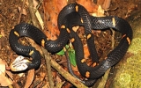 Phát hiện loài rắn độc mới ở VN