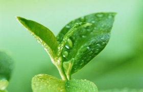 Làm đẹp bằng trà xanh