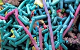 Human gut microbes may help fight obesity: study