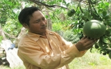 Effective model of pomelo planting