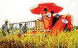 Sản xuất lúa Nam Bộ tăng cả diện tích và sản lượng