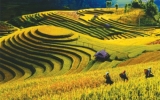 2013年越南安沛省穆庚寨梯田风景区旅游文化周于9月低举行
