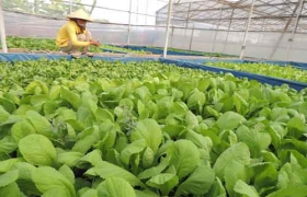 Trồng rau bằng phương pháp thủy canh: Là bảo vệ môi trường