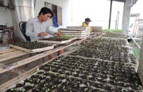 Ô nhiễm môi trường trong sản xuất nông nghiệp: Nguy cơ còn lớn