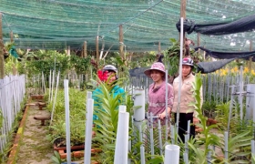 Hoa lan Chánh Phú Hòa tính chuyện… đi xa