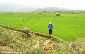 Khi mẹ đến thăm nhà