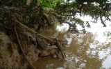 “Nhức nhối” nạn trộm cát trên sông Đồng Nai