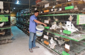 Đi lên từ trại bồ câu