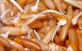 Sản xuất thành công gạo mầm Vibigaba chữa tiểu đường