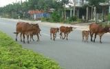 Nguy hiểm khi bò thả rong giữa đường