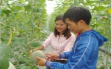 Growing honeydew melon makes a big profit