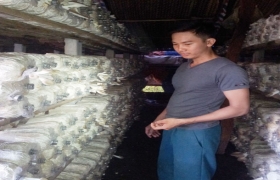 Dệt ước mơ từ… nấm