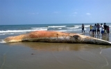 Xác cá voi nặng cả chục tấn dạt vào biển Thanh Hóa