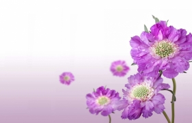 Cầu nối tình thâm