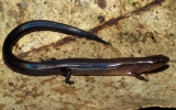 New lizard species discovered in central Vietnam