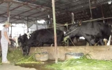 Ổn định kinh tế nhờ nuôi bò sữa
