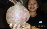 Củ khoai nặng 3kg ở Đà Nẵng