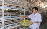 Xã Tân Định (Bến Cát): Tổ chăn nuôi  hoạt động hiệu quả