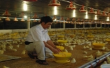 Xã Tam Lập (Phú Giáo):  Phát huy lợi thế kinh tế trang trại