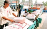 Giá gạo Việt Nam xuất khẩu vọt cao hơn Thái Lan
