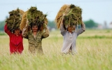 Canada đầu tư hơn 7,6 triệu USD cho nông nghiệp Việt Nam