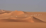Động vật hoang dã ở Sahara ngày càng ít