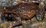 New species of toad discovered on Fansipan