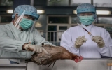 Hong Kong xác nhận ca nhiễm cúm gia cầm H7N9 thứ 2