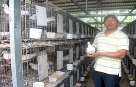 Làm giàu từ nuôi chim bồ câu