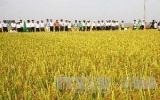 Brunei hopes to cultivate Vietnam’s rice varieties