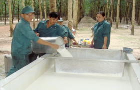 Công ty Cổ phần Cao su Phước Hòa: Vững vàng trong gian khó