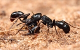 800 con kiến sẽ được đưa vào vũ trụ