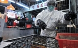 Một người Trung Quốc đã chết do bị nhiễm vius H7N9