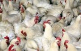 China confirms H5N1 bird flu outbreak