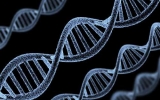 Scientists announce ground breaking gene research