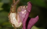 Discovery of new pipevines species in central Vietnam