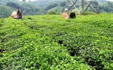 Tea of Tuyen Quang