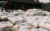 Accelerating rice trade with Africa